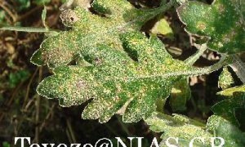 中药在儿童优势网 - 网站提供儿童中药副作用大吗小常识、中药儿童用药原则